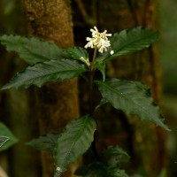 Ophiorrhiza rugosa 